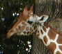 Giraffe2