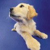 Golden Lab puppy2