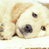 Golden Lab puppy3