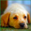 Golden Retriever pup