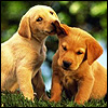 Golden Retriever puppies