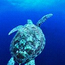 Grab a Shell Dude