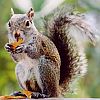 Grey Squirrel
