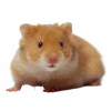Hamster5