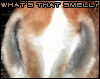 Horses nose close up