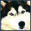 Husky