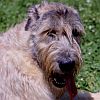 Irish Wolfhound
