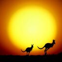 Kangaroo Sunset