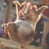 Karate hamster