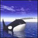 Killer Whale
