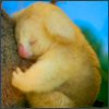 Koala   Albino