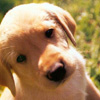 Labrador Puppy