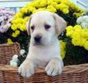 Labrador basket