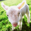 Lamb