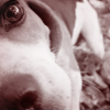 Lens dog