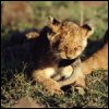 Lion cub2