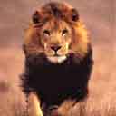 Lion in the Wild