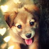 Little pup