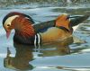 Mandarin Duck