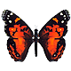 Orange butterfly