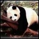 Panda Tired
