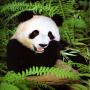 Panda in the wild