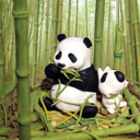 Pandas Eating Bamboo