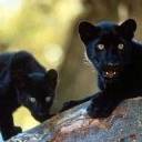 Panthers