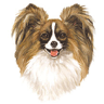 Papillon Dog