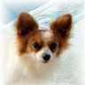 Papillon On A Rug