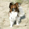 Papillon On Sand