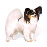 Papillon On White