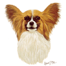 Papillon Portrait
