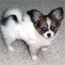 Papillon Pup