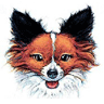 Papillons Head