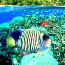 Paradise Fish