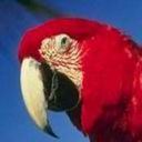 Parrot Wink