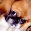 Pekinese