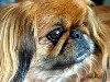 Pekingese