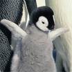 Penguin happy