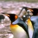 Penguins