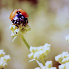 Perched on a flower