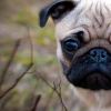Puglife