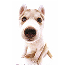 Puppy 5