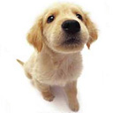 Puppy 7