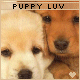 Puppy Luv