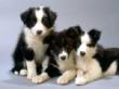 Puppy power