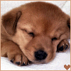 Puppy zzzz