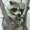 Raccoon