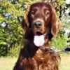 Red Setter